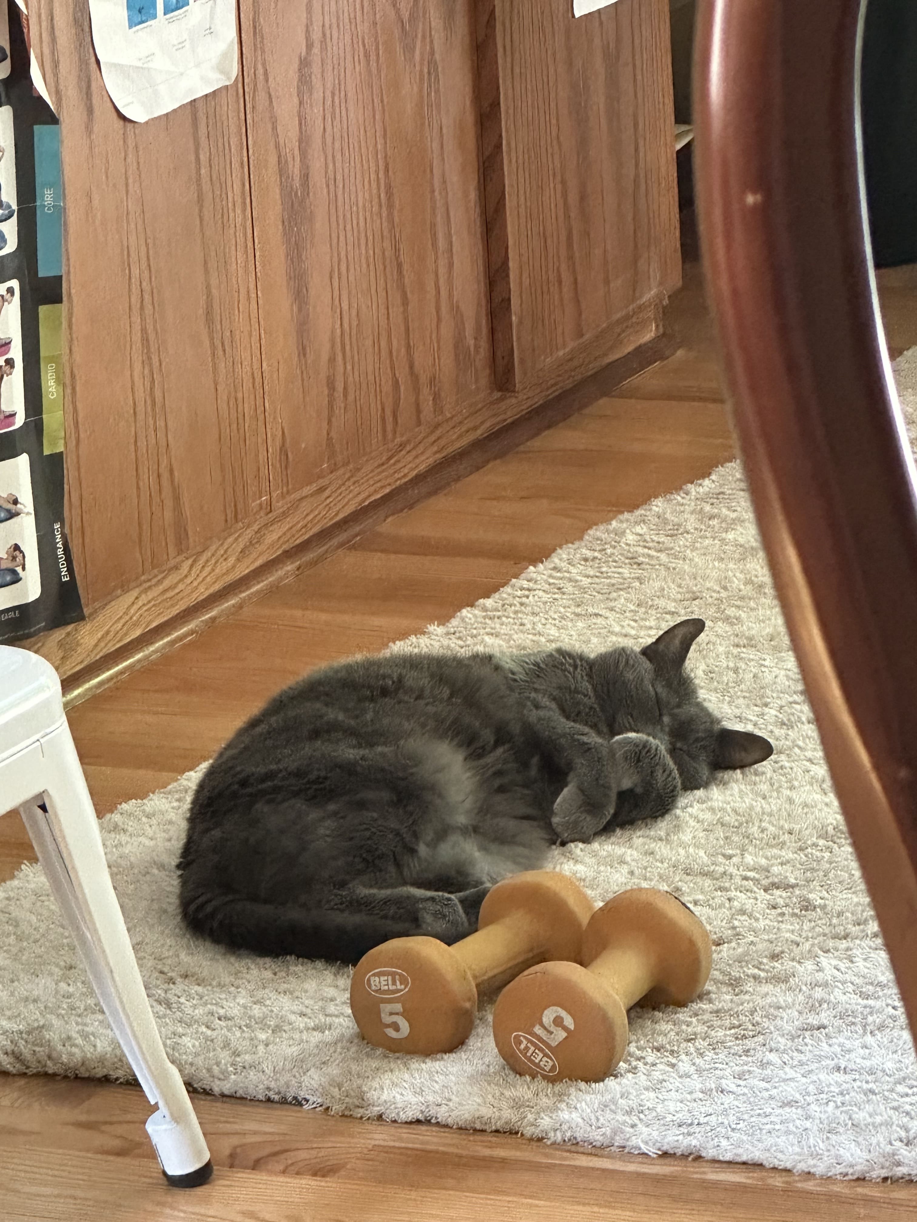 Get to connect with people when back in the US, Anita's cat Gracie