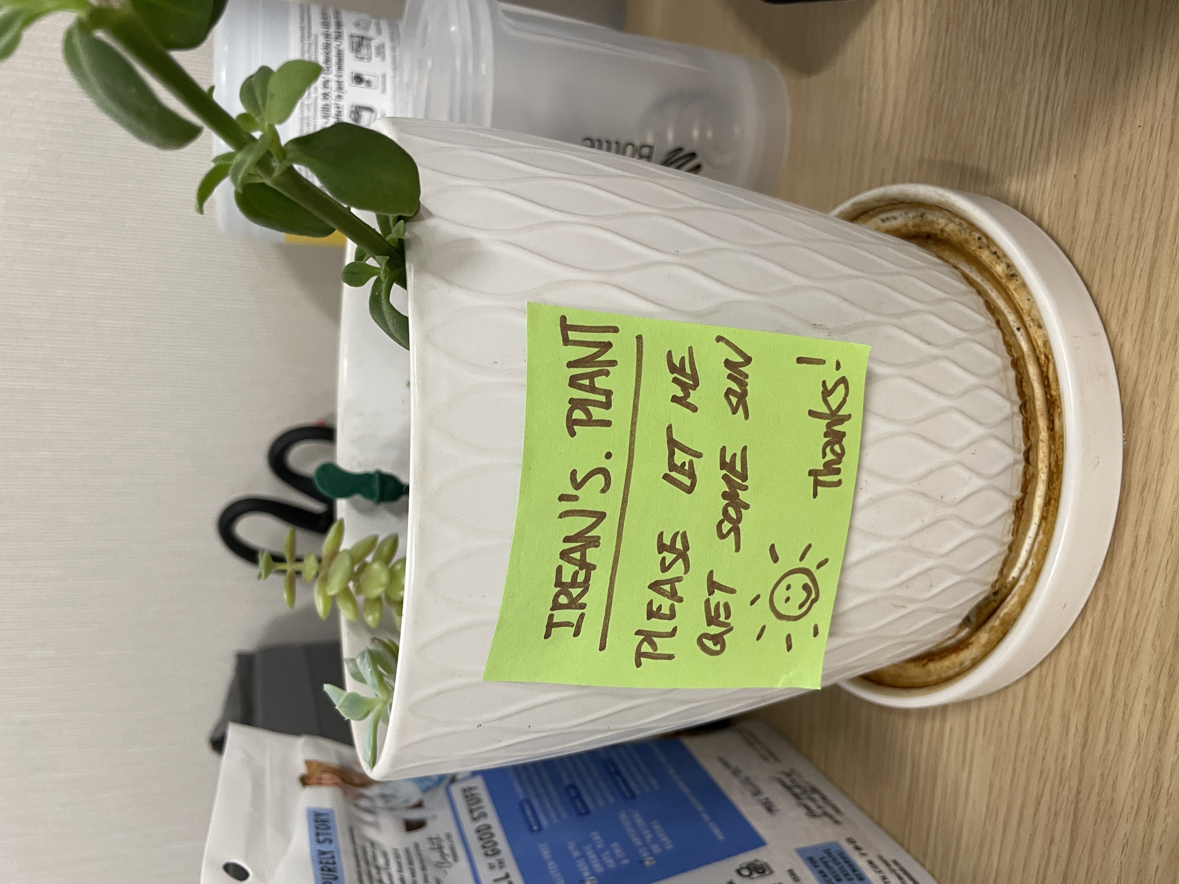 pot plants left for me by my manager - wish you a speedy recovery Irean